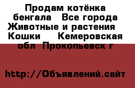 Продам котёнка бенгала - Все города Животные и растения » Кошки   . Кемеровская обл.,Прокопьевск г.